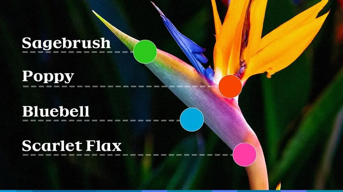 Los Angeles 2028 Olympics unveils vibrant ‘superbloom’ inspired official look